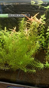 Krevetky, akvarijné rastlinky - 7