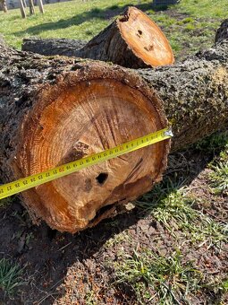 Kmeň stromu marhuľa - 7