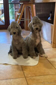 bedlington terrier - štěně - 7