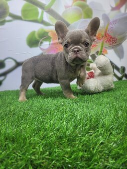 Francuzsky buldoček - 7