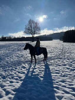 Kobyla 5-ti letá - 7