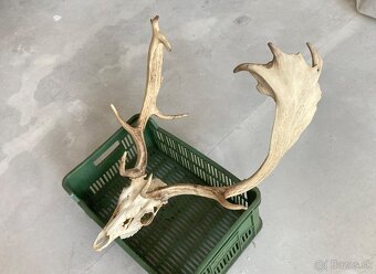 Trofeje jeleň daniel - 7