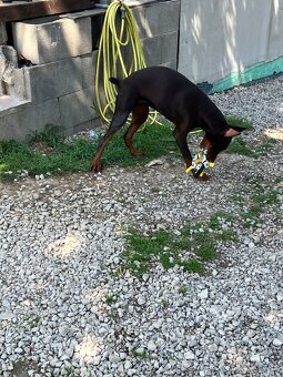 REZERVOVANÁ - Predám hnedú 6 mesačnú fenku Dobermana - 7