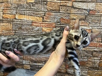 Bengálske mačiatka, bengalska mačka s Rodokmeňom - 7