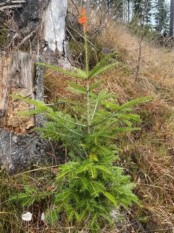 Tazba dreva, pestebná činnosť - 7