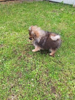 Pomeranian fenka - 7