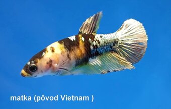 Betta splendens- bojovnica pestrá - 7