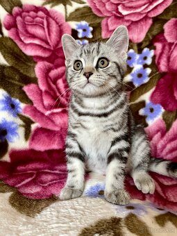 Britské mačiatka - Whiskas - 7