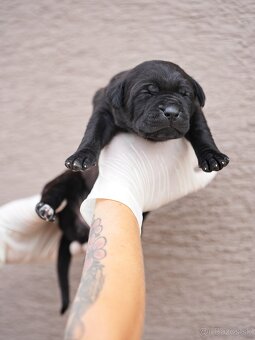 Bandog , Molos , Mastif - 7