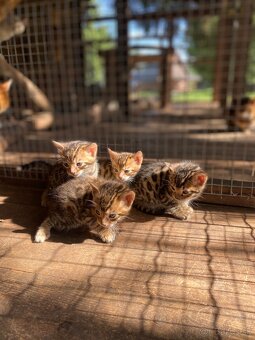 Bengálska mačka - 7