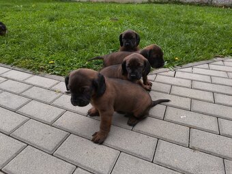 Bavorský fatbiar - 7