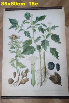 staré školské tabule/plagáty raslín-stromov-zvierat - 7