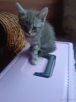 Britske maciatka - 7