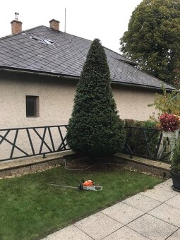Ošetrenie stromov a rizikové orezy a výruby (arboristika) - 7