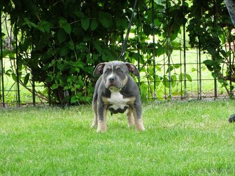 AMERICAN BULLY - 7