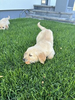 Zlatý retriever - 7