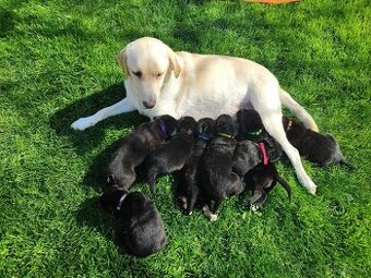Labrador čierny šteniatko - labradorský retríver - 7