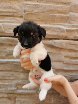 Šteniatka Jack russel terier, posledný 3 chlapci - 7