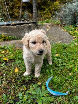 Goldendoodle šteniatka F2 - 7