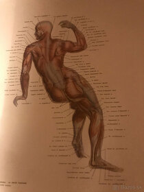 Vyobrazenie človeka na osnovách anatomie a kreslenia postav - 7