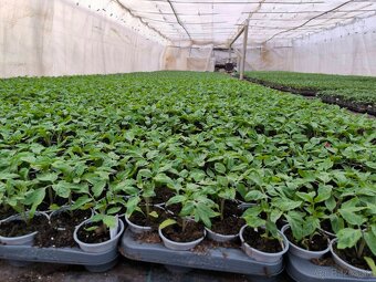 Planty - 7