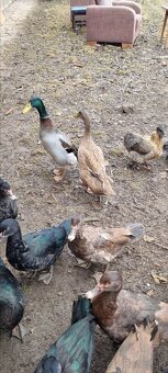 Kacky pizmove a miesane ruanske s bezcami - 7