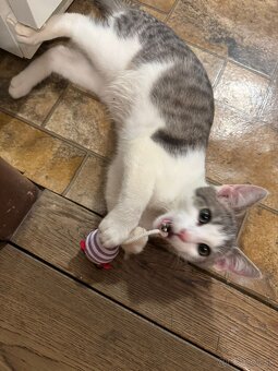 Stratil sa kocúrik Leo v Nitre - 7