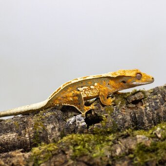 GeckoSVK - Pagekón riasnatý (ciliatus), hrbolkohlavý - 7