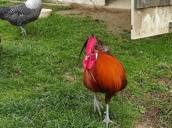 Kohút brakelky striebornej - 7