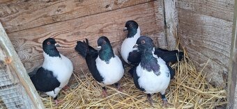 Moravský pštros. - 7