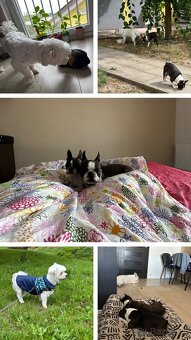 Stráženie psíkov - 7