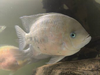 Cichlasoma bocourti - 7