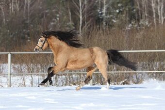 Welsh pony sekce A březí - 7