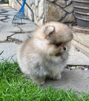 Pomeranian s pp FCI - 7