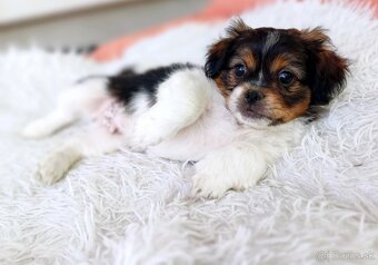 Tibetskỳ spaniel šteniatka - 7