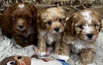 Maltipoo - 7