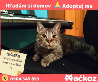 MIČINKA - Darujem mačku / Darujem mačičku - 7