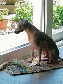 Na predaj čistokrvný americký bezsrstý teriér - 7