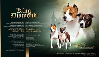 Americký stafordšírský teriér s PP - 7