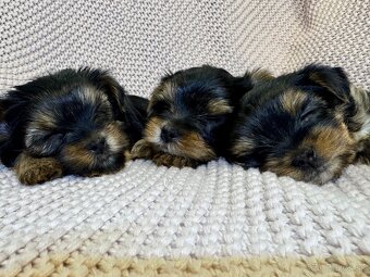 Yorkshire terriers, yorkshirsky terier s PP - 7