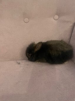 Zakrslý králik s Teddy génom - 7