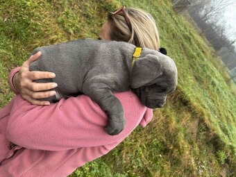 Cane Corso Šteniatka bez PP - 7