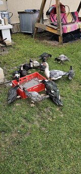 Predam cincke kacky - 7