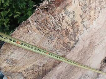 Obrovské bukové a hrabové koláče-fošne na stoly - 7