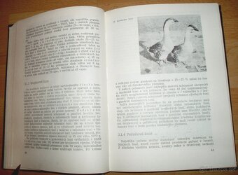 Chov husí a kačíc - 7