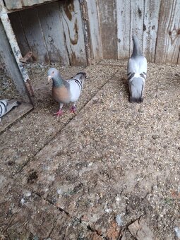 Predam holuby Koburske skovranky. - 7