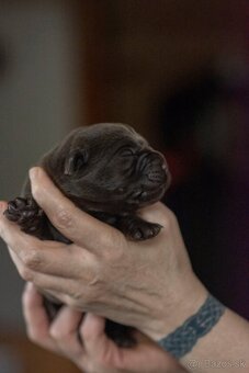 Labrador retriever s PP , Labradorsky retriever - 7