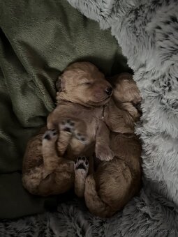 Pudel Toy/trpaslik bez pp - 7