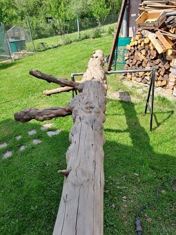 Gulatina z hrčami drevo - 7