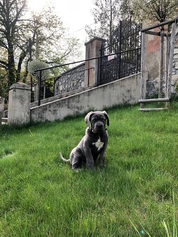 Na krytie Cane Corso - 7